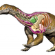 Artist’s impression of I. prima, with internal structures.